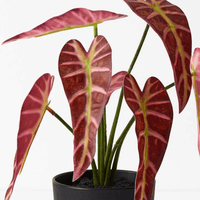 Floral InteriorsAlocasia Plant - Burgundy