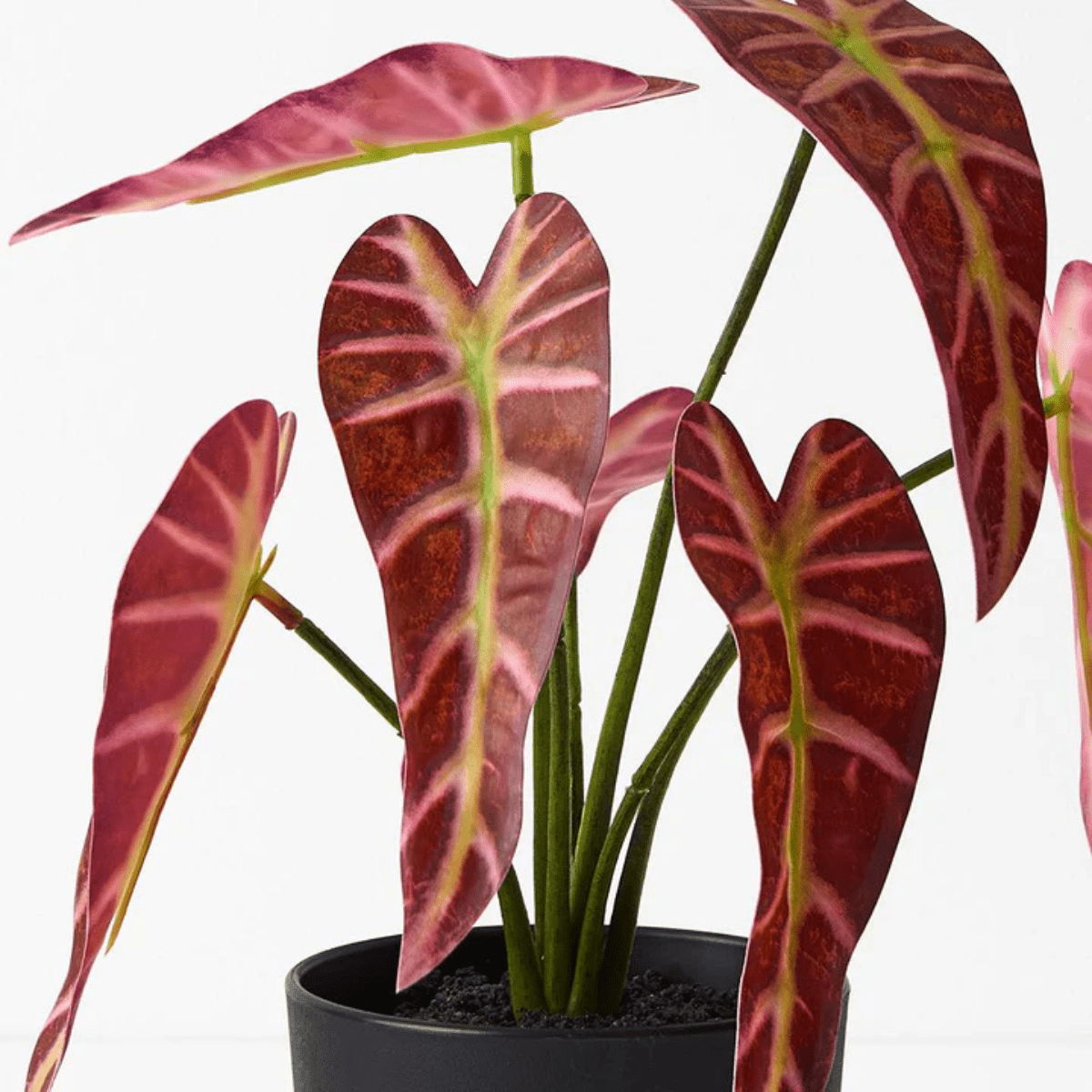 Floral InteriorsAlocasia Plant - Burgundy