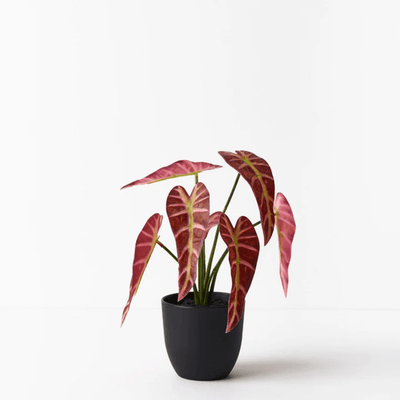 Alocasia Plant - Burgundy