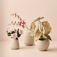 Floral InteriorsCaladium in Pot | Green Pink