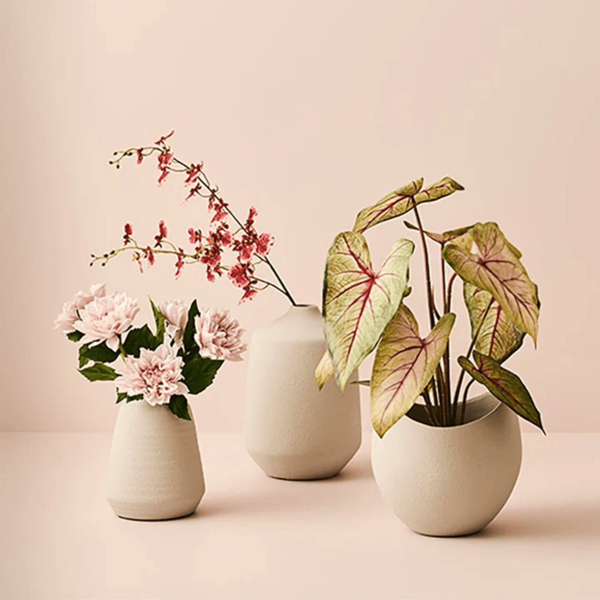 Floral InteriorsCaladium in Pot | Green Pink