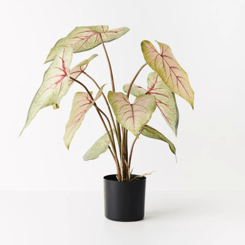 Floral InteriorsCaladium in Pot | Green Pink