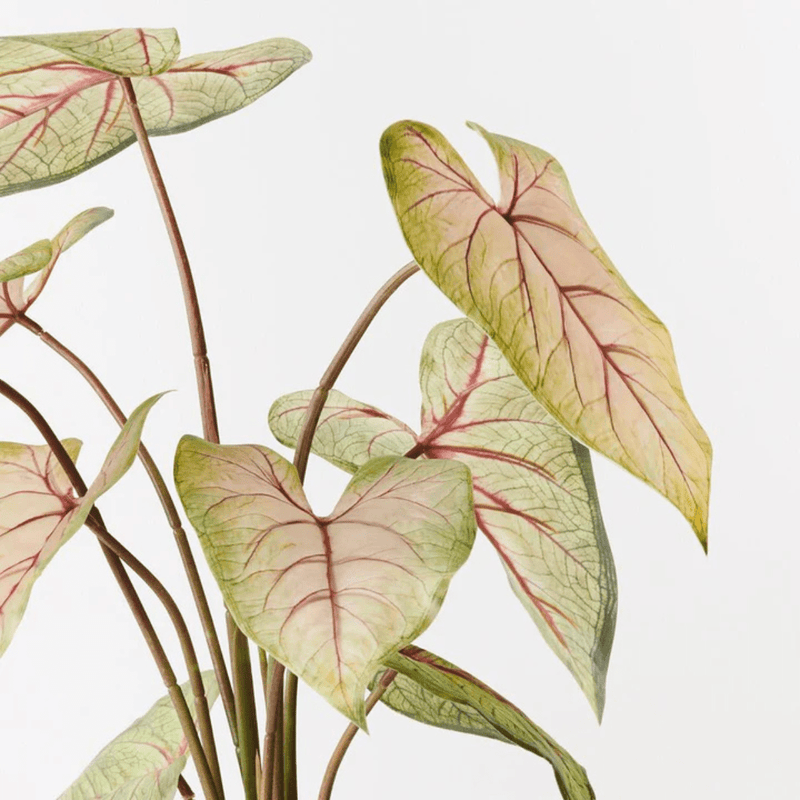 Floral InteriorsCaladium in Pot | Green Pink