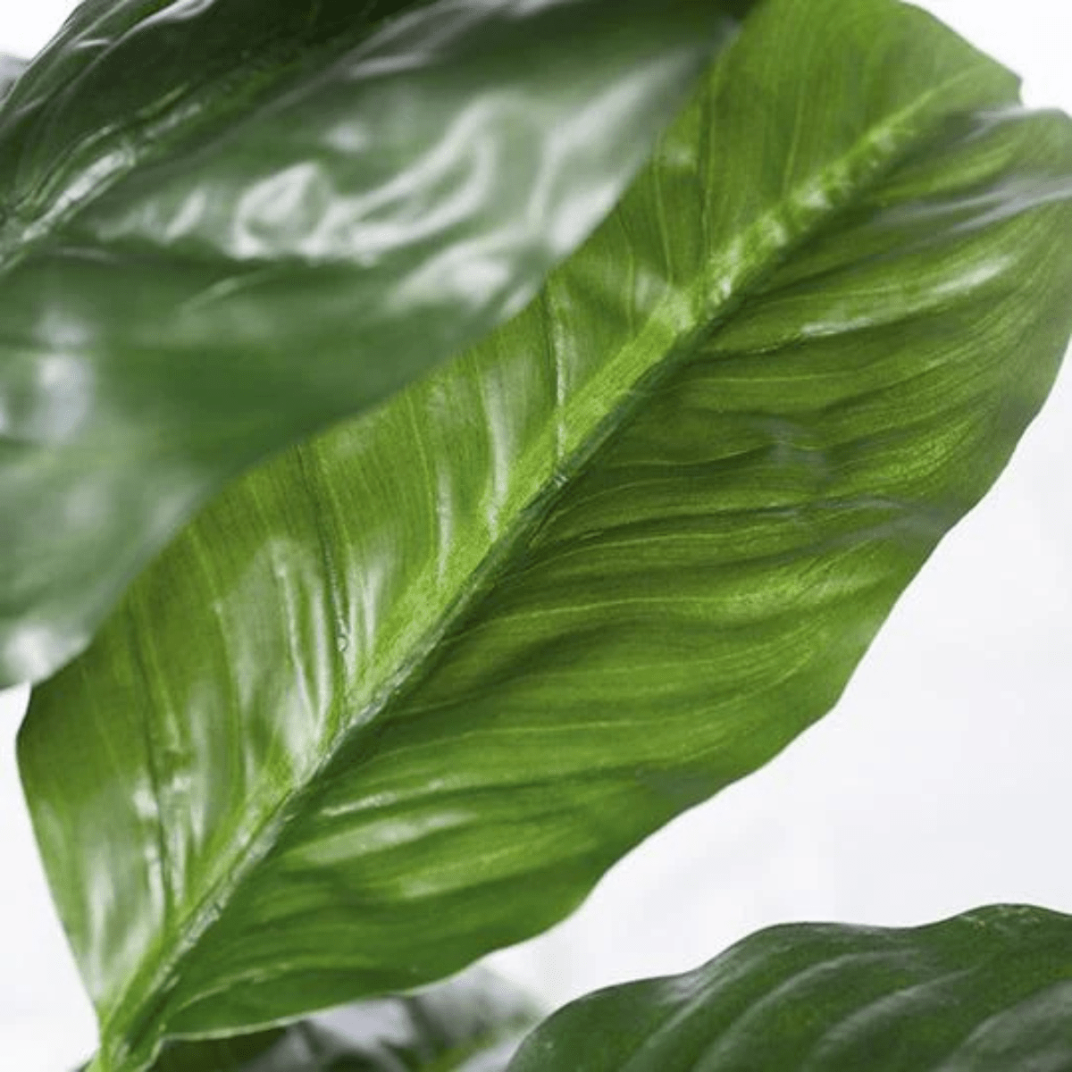 Floral InteriorsEvergreen Plant - Green | 110cm
