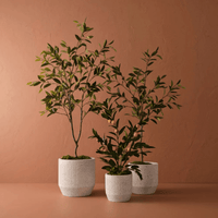 Floral InteriorsFicus Tree | 150cmh