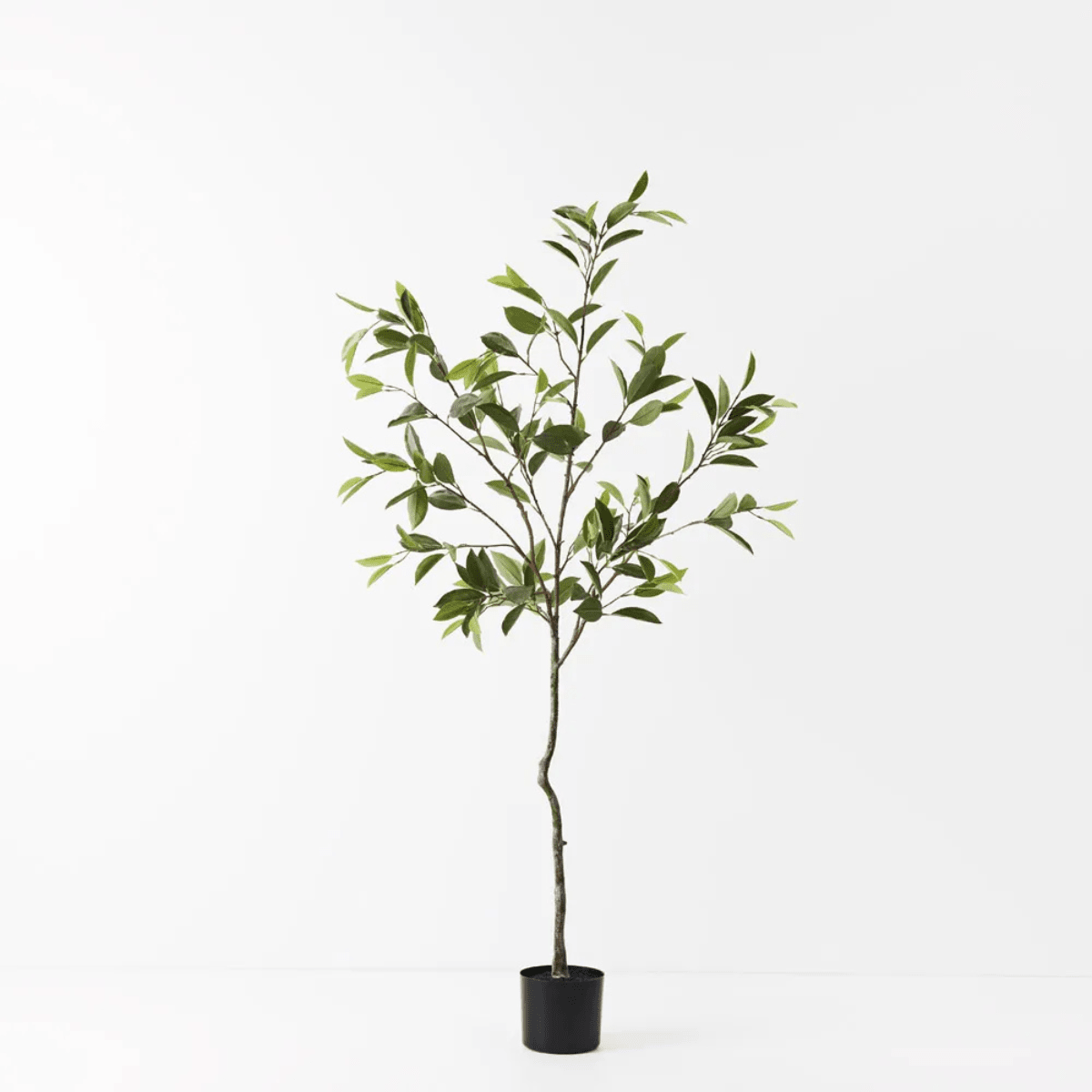 Floral InteriorsFicus Tree | 150cmh