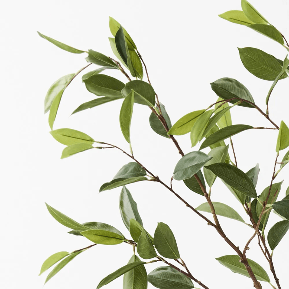 Floral InteriorsFicus Tree | 150cmh