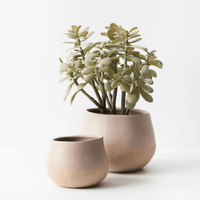 Floral InteriorsJade Plant - Grey