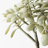 Floral InteriorsJade Plant - Grey