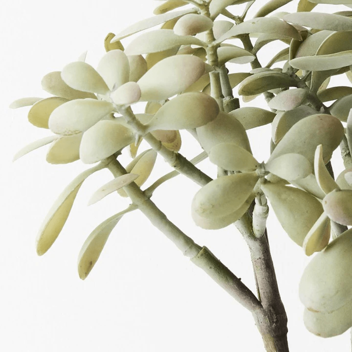 Floral InteriorsJade Plant - Grey