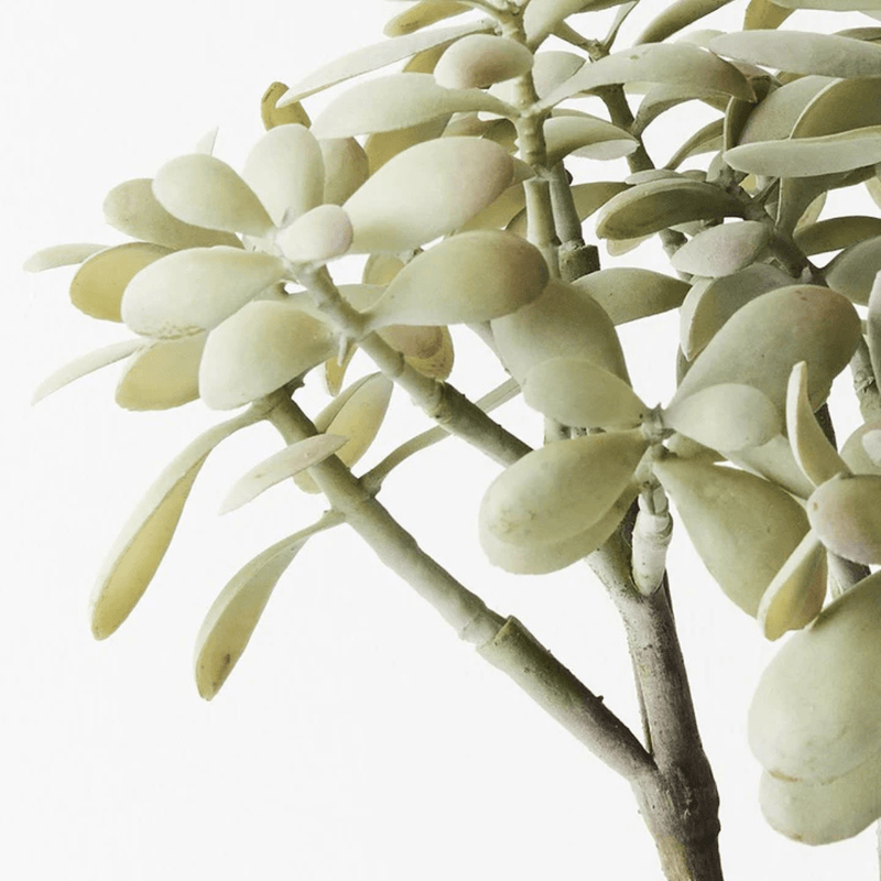 Floral InteriorsJade Plant - Grey