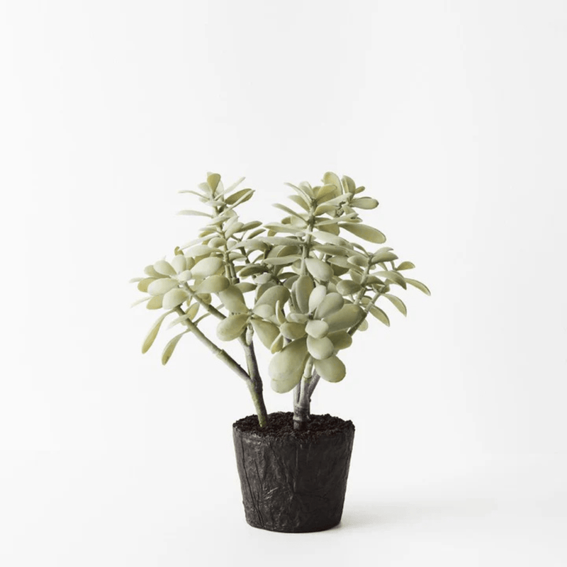 Floral InteriorsJade Plant - Grey