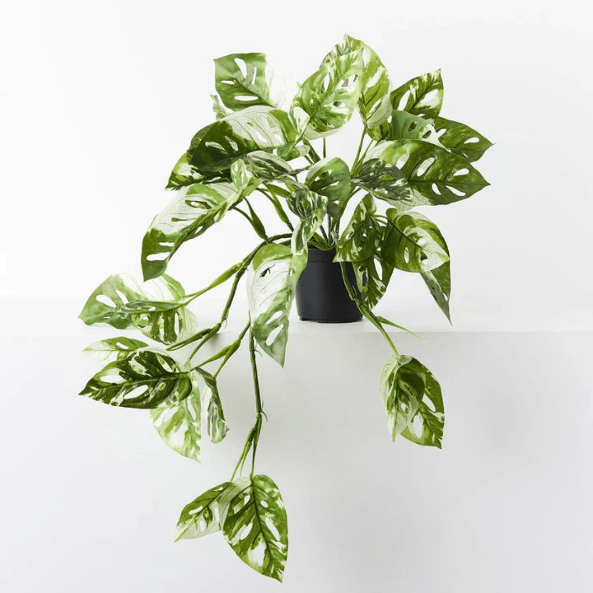 Floral InteriorsMonstera Adansonii Hanging Bush in Pot | 55cm