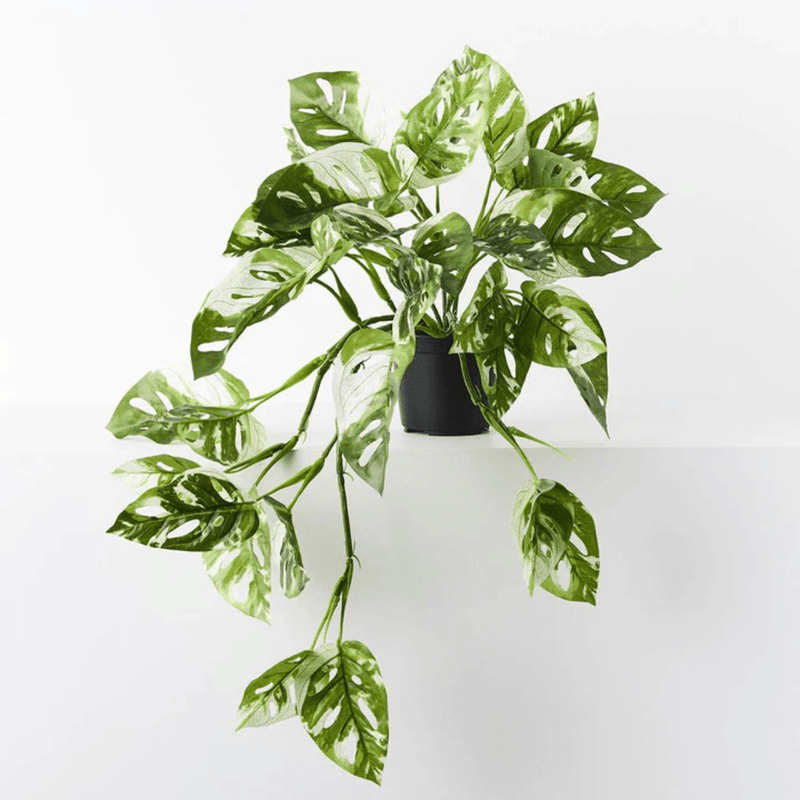 Floral InteriorsMonstera Adansonii Hanging Bush in Pot | 55cm