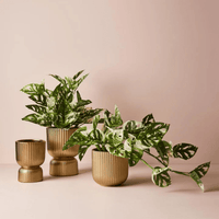 Floral InteriorsMonstera Adansonii Hanging Bush in Pot | 55cm