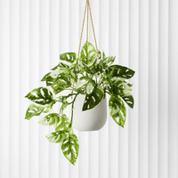 Floral InteriorsMonstera Adansonii Hanging Bush in Pot | 55cm