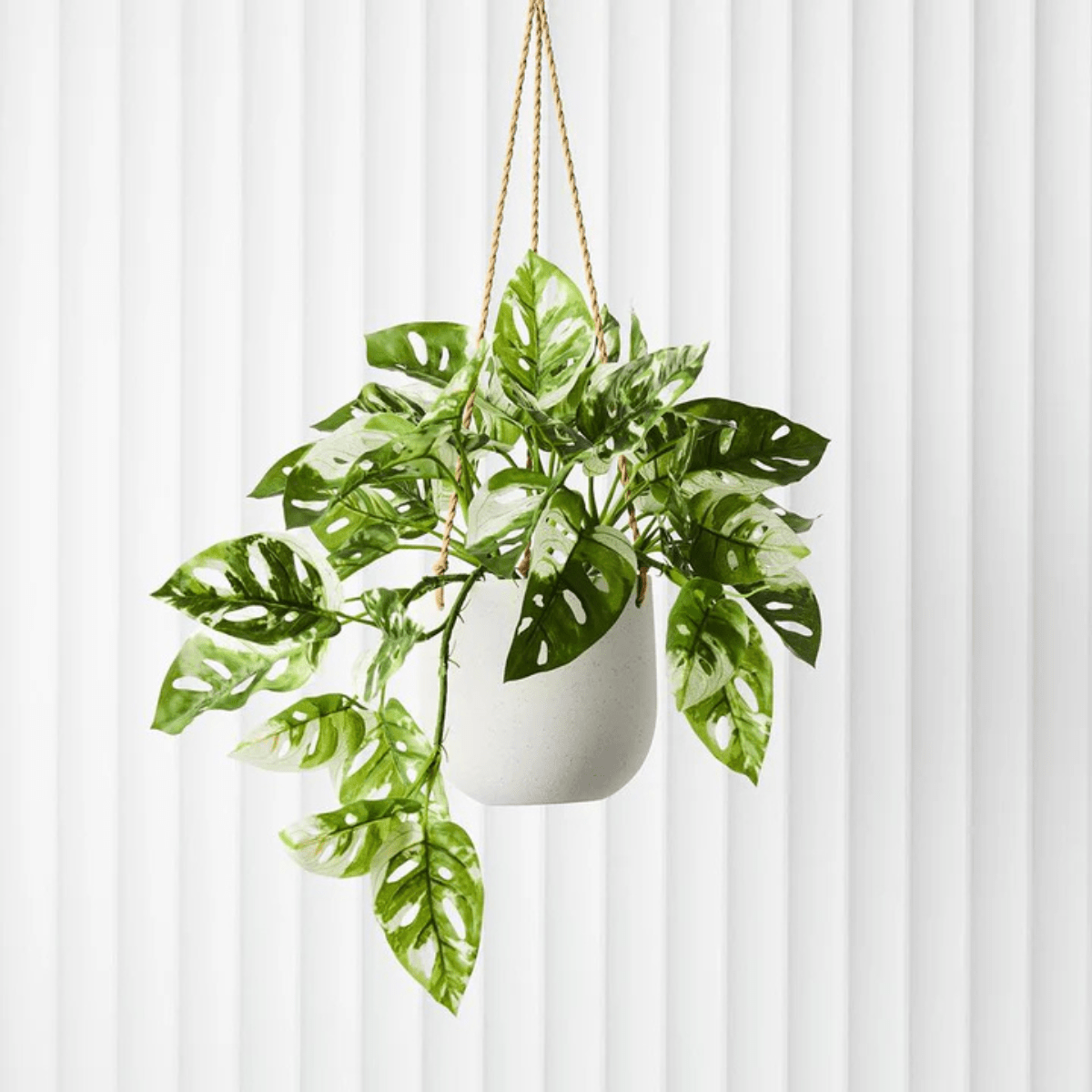 Floral InteriorsMonstera Adansonii Hanging Bush in Pot | 55cm