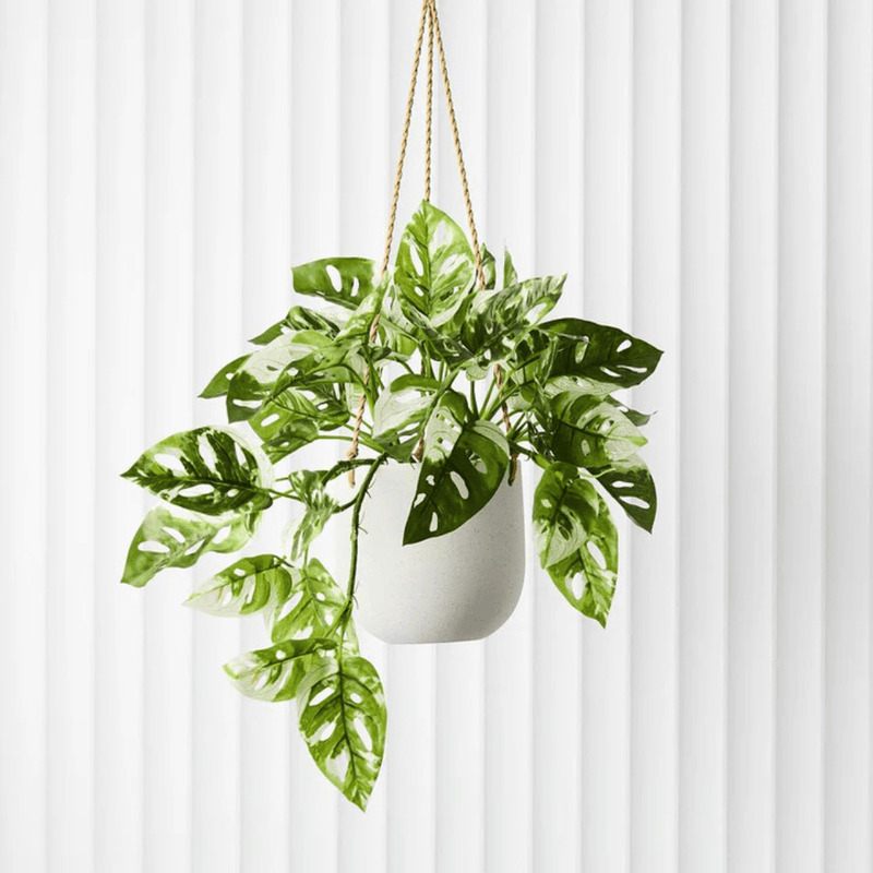 Floral InteriorsMonstera Adansonii Hanging Bush in Pot | 55cm