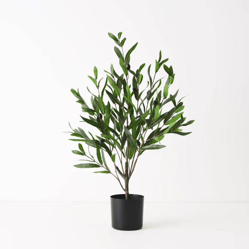 Floral InteriorsOlive Tree - Green | 73cmh