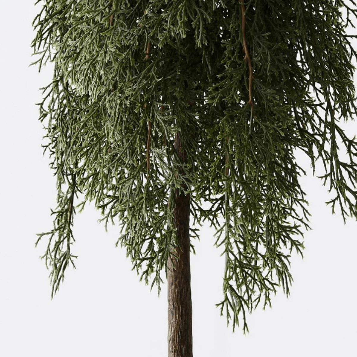 Floral InteriorsPine Cypress in pot | 78cmh