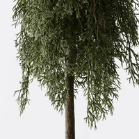 Floral InteriorsPine Cypress in pot | 78cmh