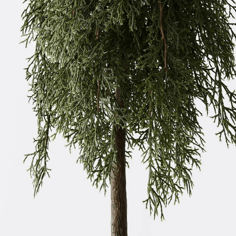 Floral InteriorsPine Cypress in pot | 78cmh