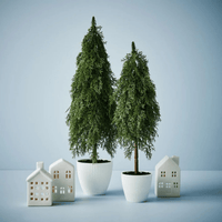 Floral InteriorsPine Cypress in pot | 78cmh