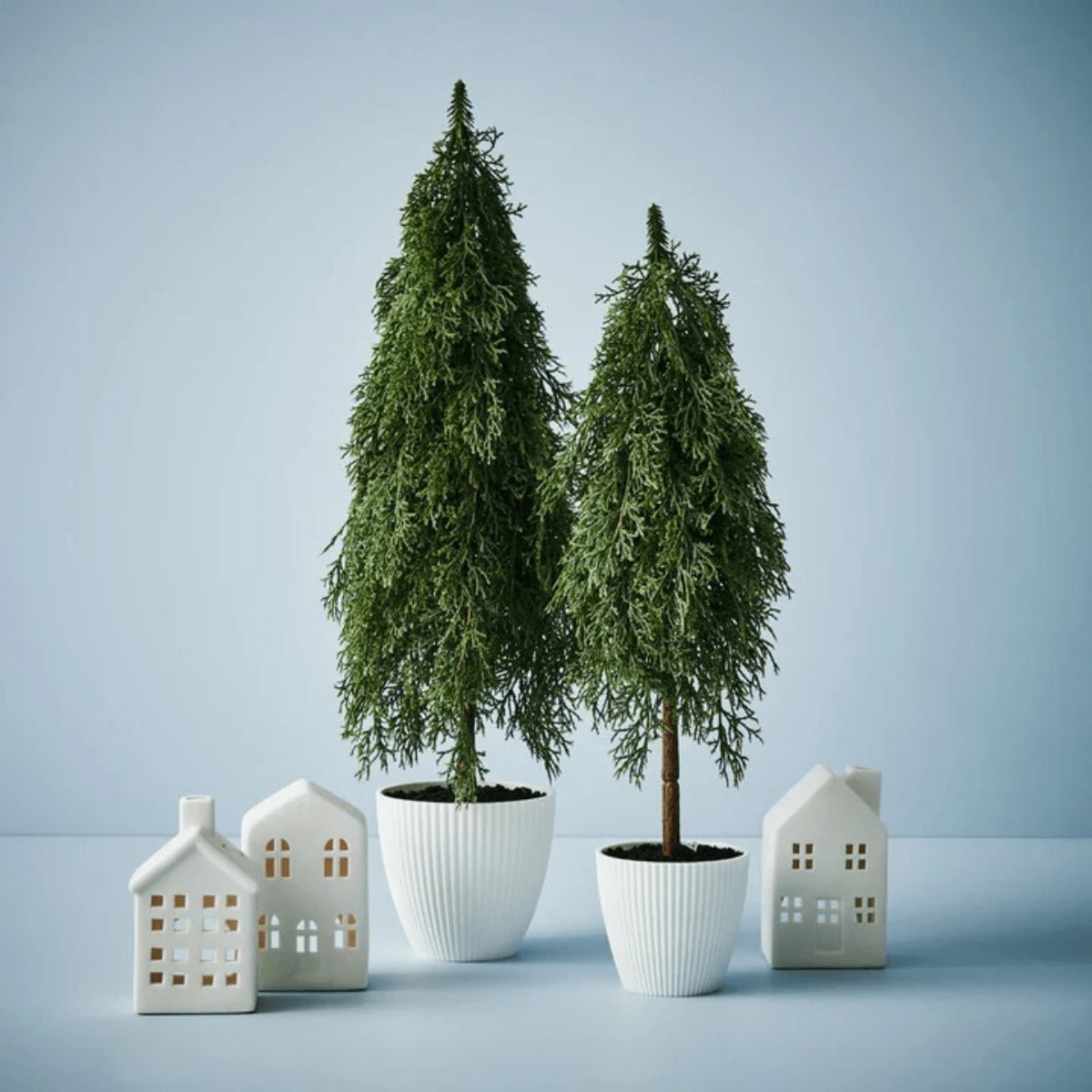 Floral InteriorsPine Cypress in pot | 78cmh