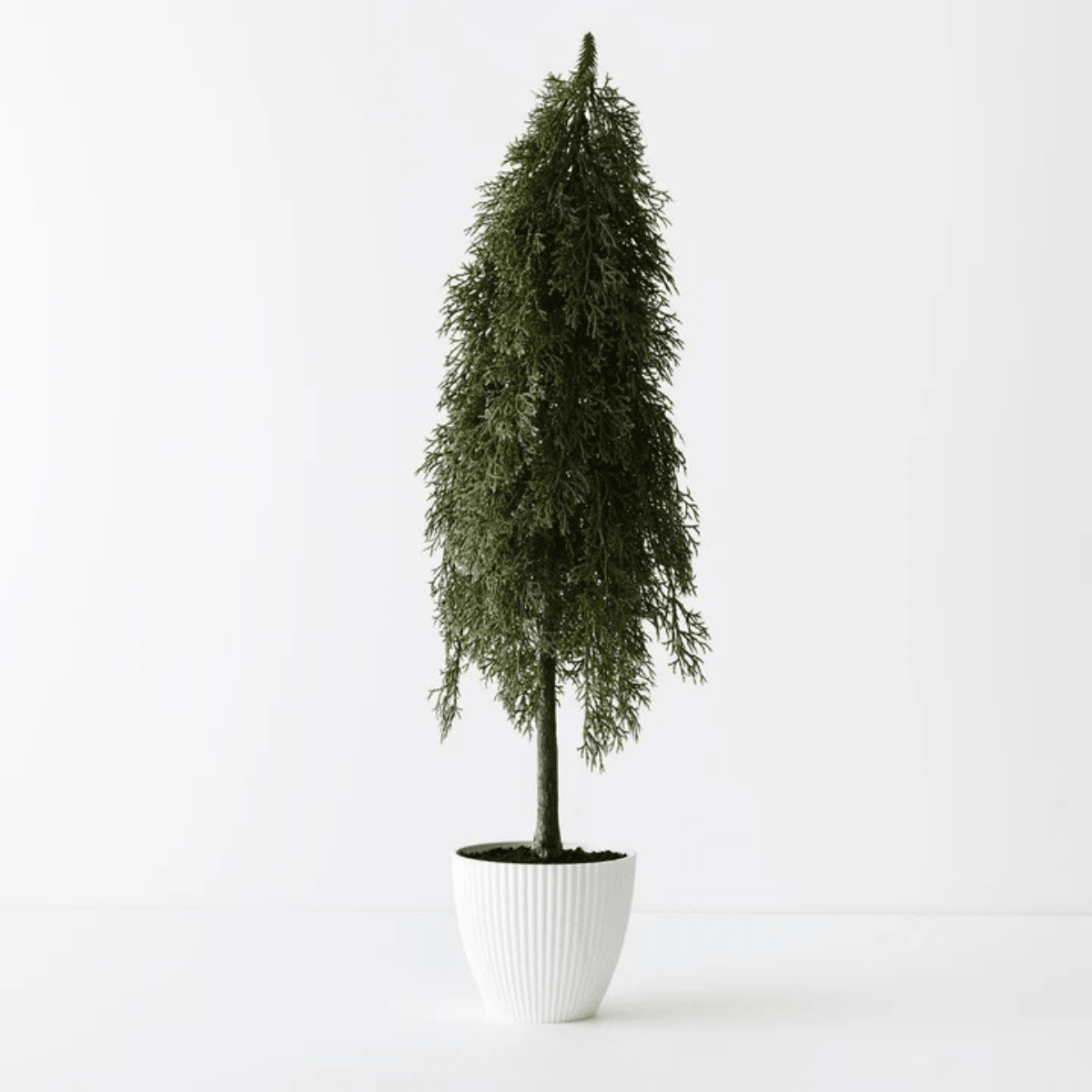Floral InteriorsPine Cypress in pot | 78cmh