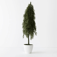 Floral InteriorsPine Cypress in pot | 78cmh