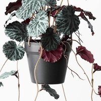 Floral InteriorsSaxifraga Hanging Pot | 55cm