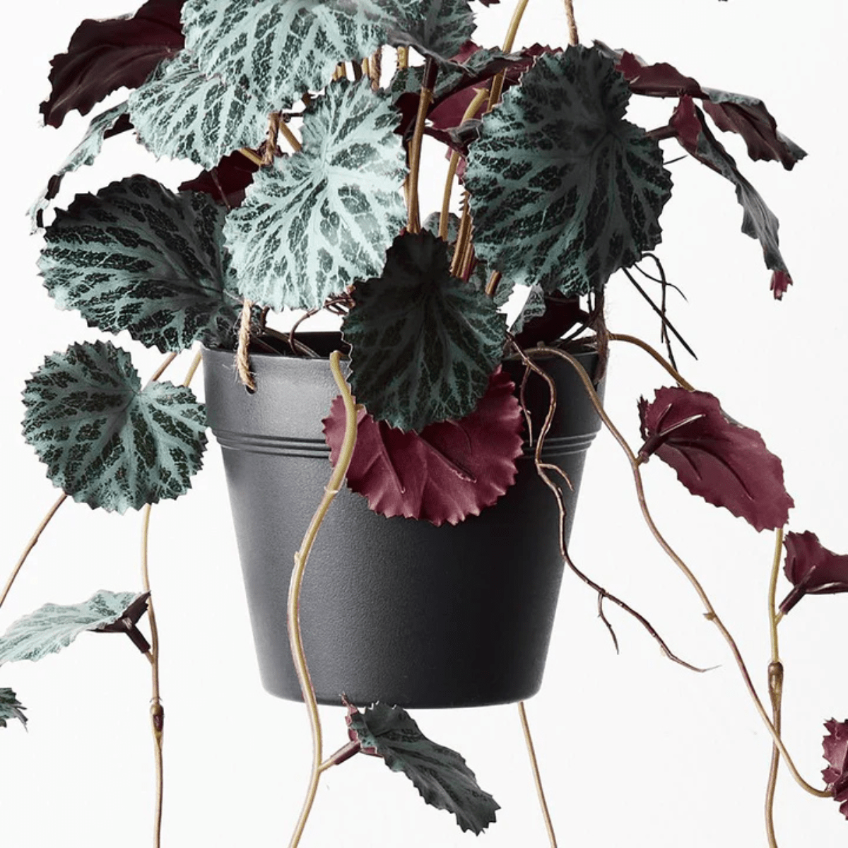 Floral InteriorsSaxifraga Hanging Pot | 55cm