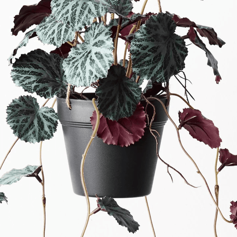 Floral InteriorsSaxifraga Hanging Pot | 55cm