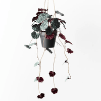 Floral InteriorsSaxifraga Hanging Pot | 55cm