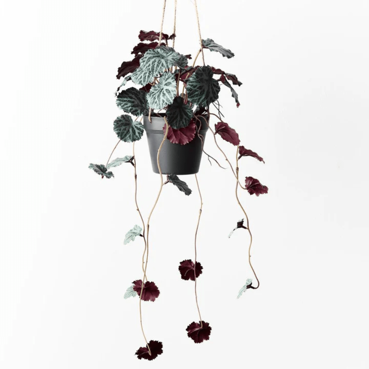 Floral InteriorsSaxifraga Hanging Pot | 55cm