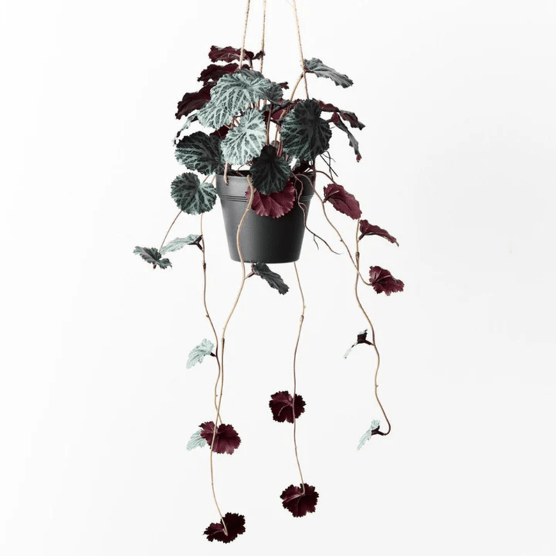 Floral InteriorsSaxifraga Hanging Pot | 55cm