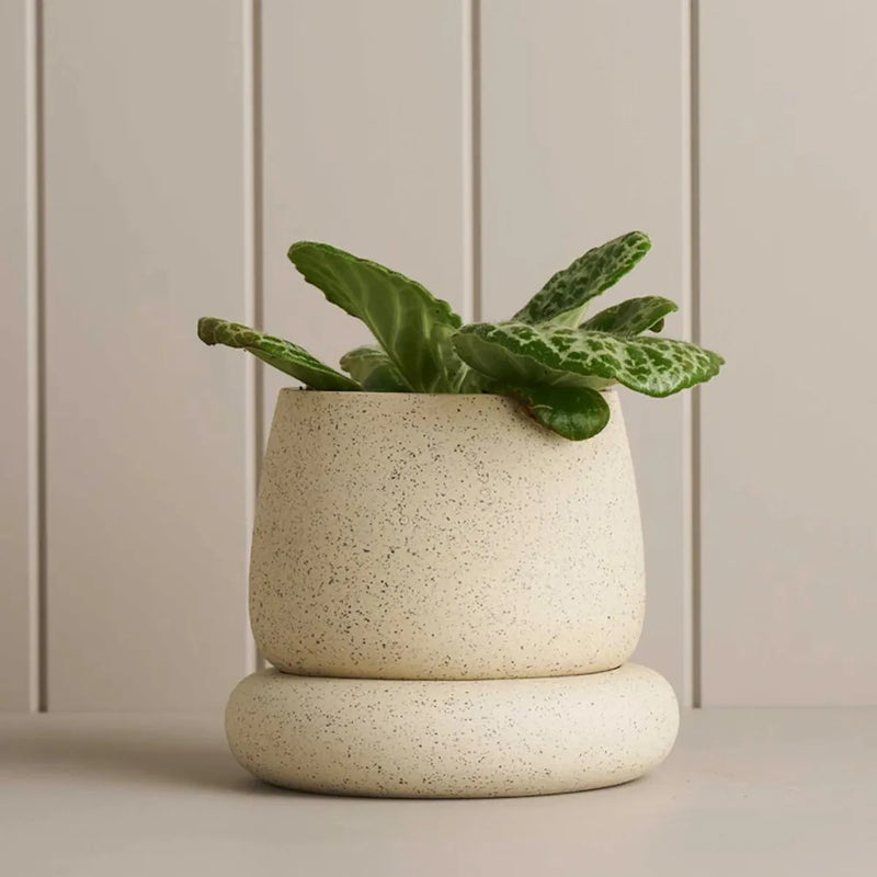 Small Cloud Planter / White Speckle - Robert Gordon - Image 1